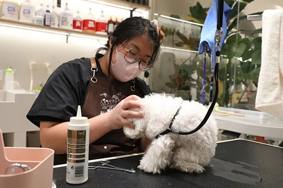 宠物美容师去哪里学