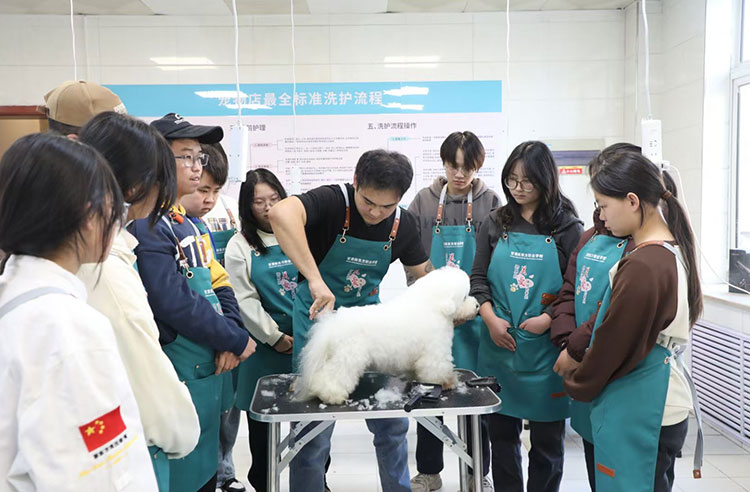 宠物美容学子