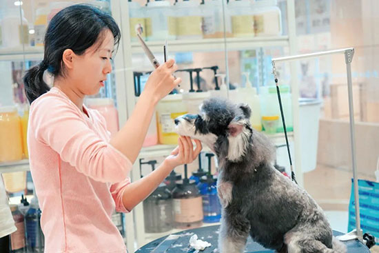 动物美容专业有哪些学校