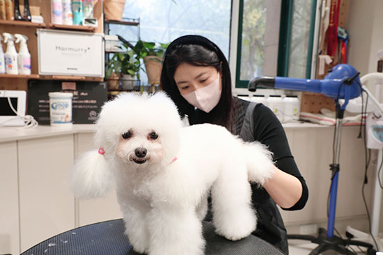 宠物美容培训